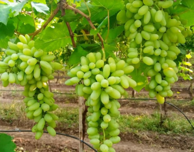 Grapes