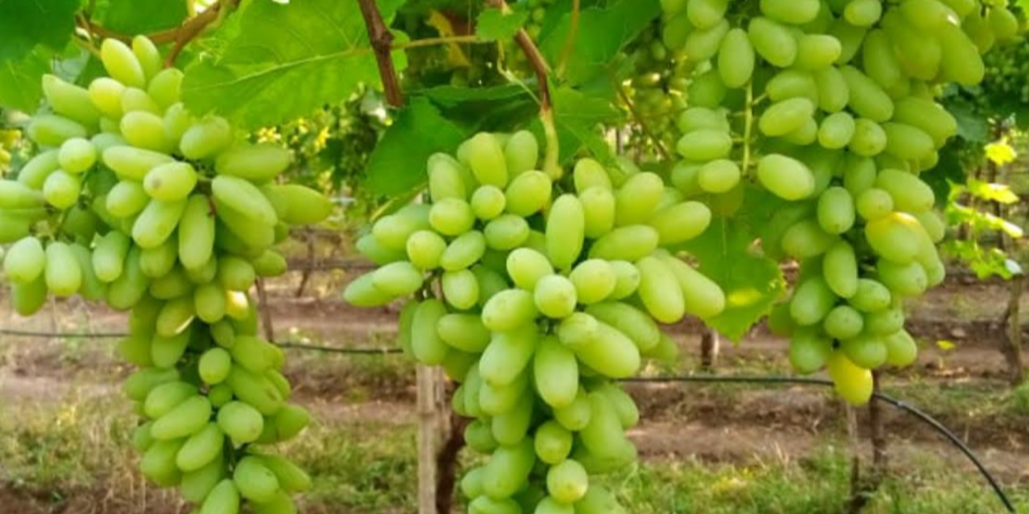 Grapes