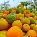 Nagpur Orange