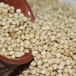 sorghum-millet
