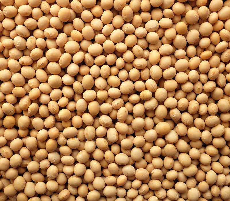 Soybean