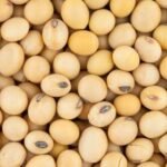Soybean