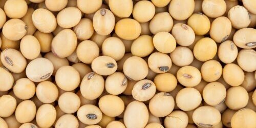 Soybean