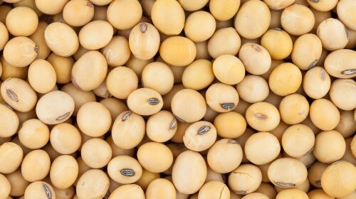 Soybean