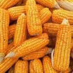 maize