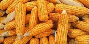 maize